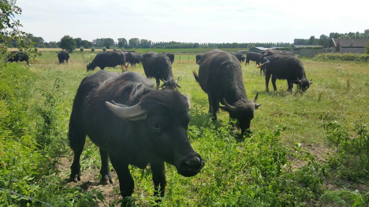 IMG 20170709 WA0000 IMG 20170709 WA0000